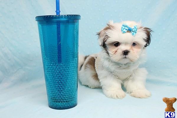 lvpuppyheaven Picture 1